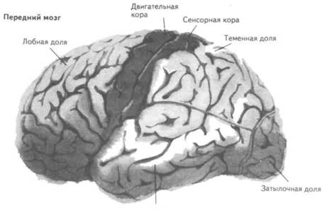 Реферат: Мозг и память человека: молекулярный аспект