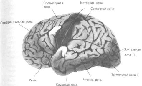 Реферат: Психика и мозг человека: принципы и общие механизмы связи