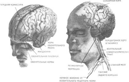 Реферат: Психика и мозг человека: принципы и общие механизмы связи