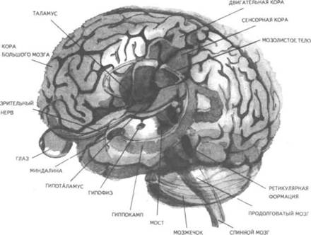 Реферат: Анатомо-физиологическое представительство в мозге психических процессов и состояний человека